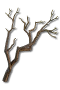 Corrupted Roots *50